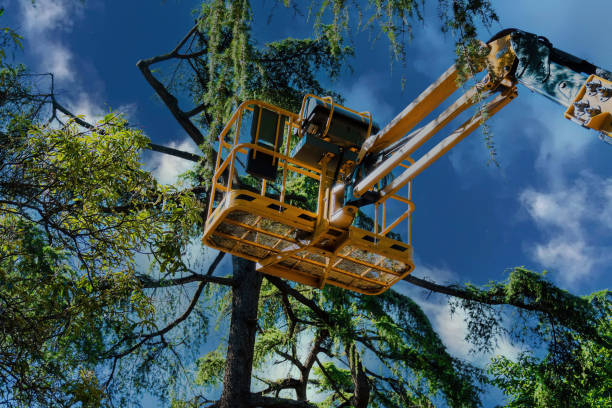 Best Seasonal Cleanup (Spring/Fall)  in Johnstown, NY